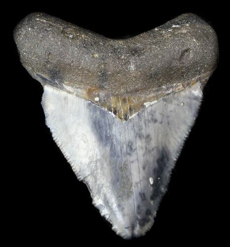 Juvenile Megalodon Tooth - Venice, Florida #36687